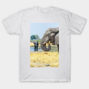 African bush elephant eating T-Shirt